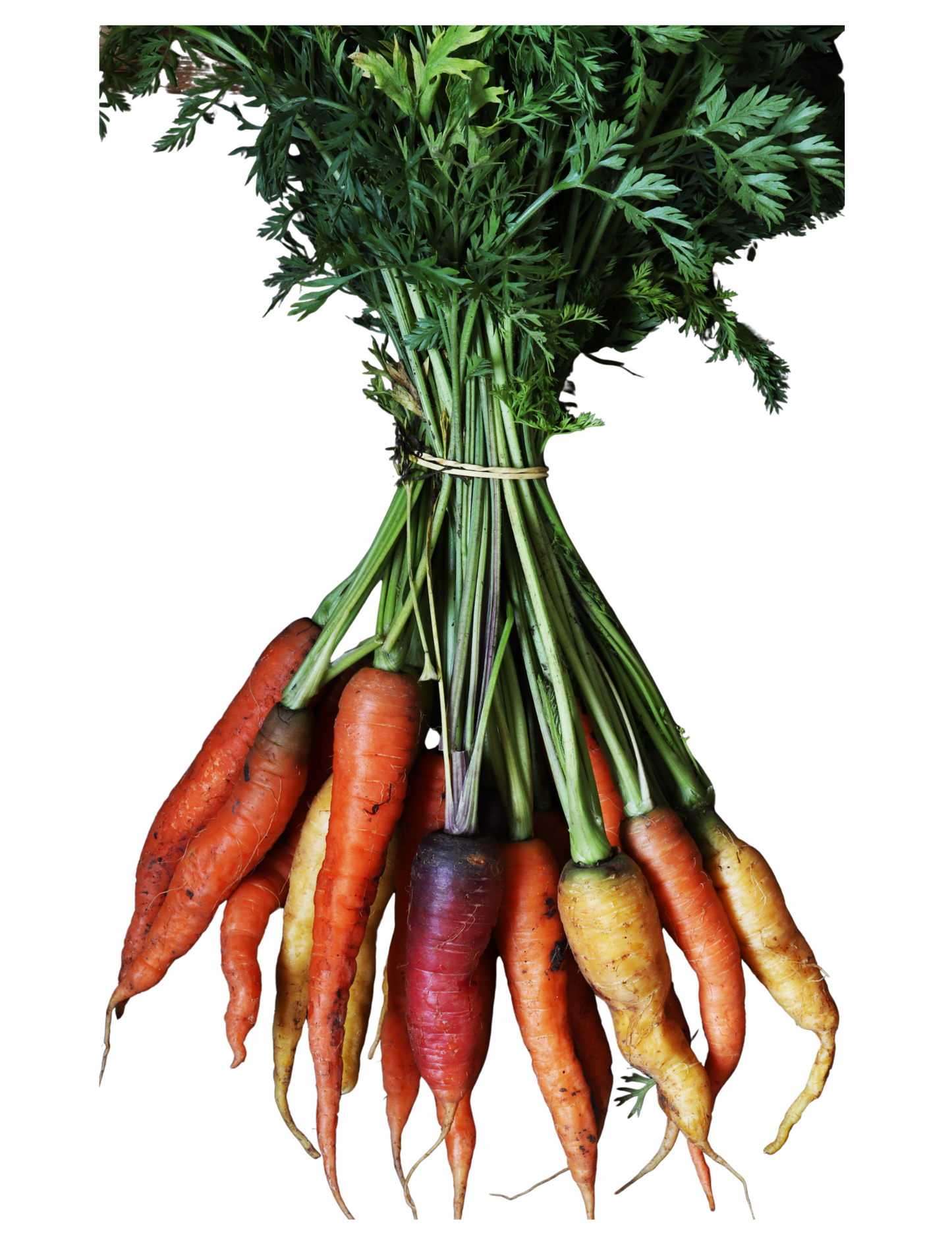 Zanahoria de colores- 500 r