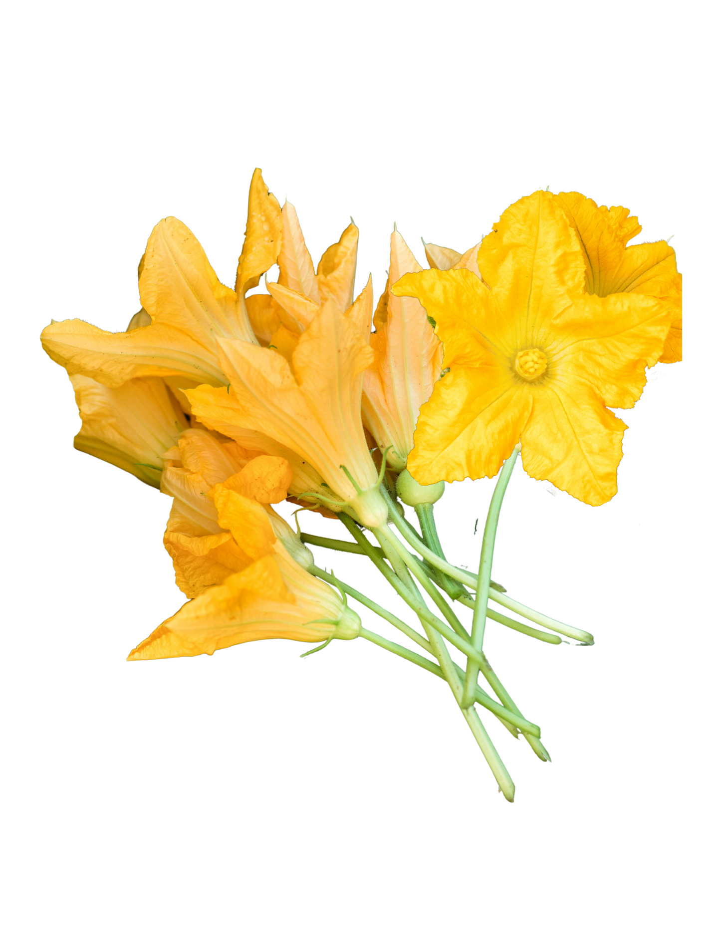 Flor de calabaza mnj