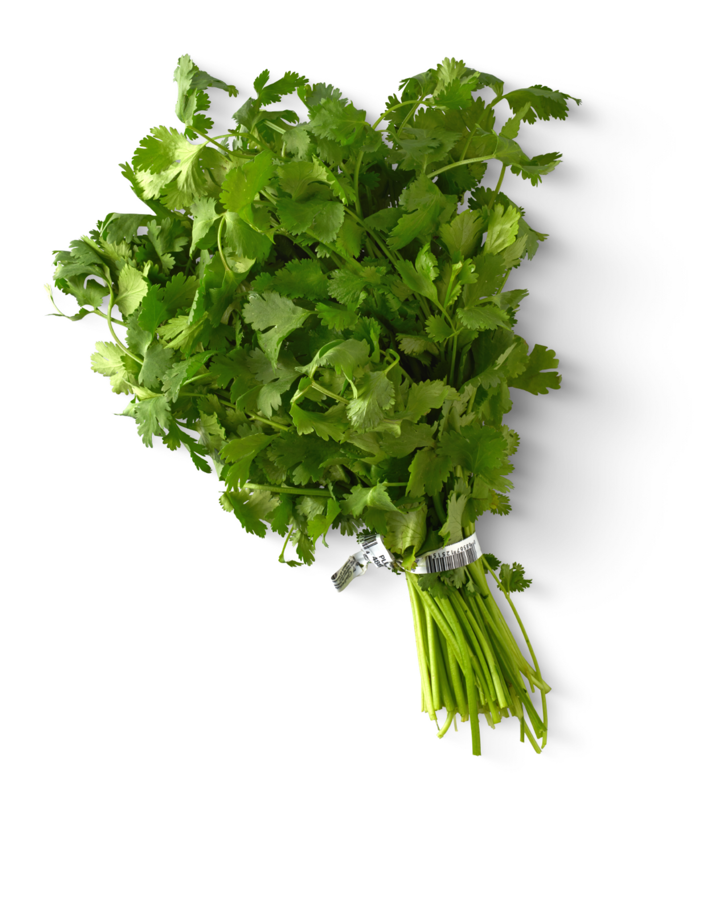 Cilantro mnj
