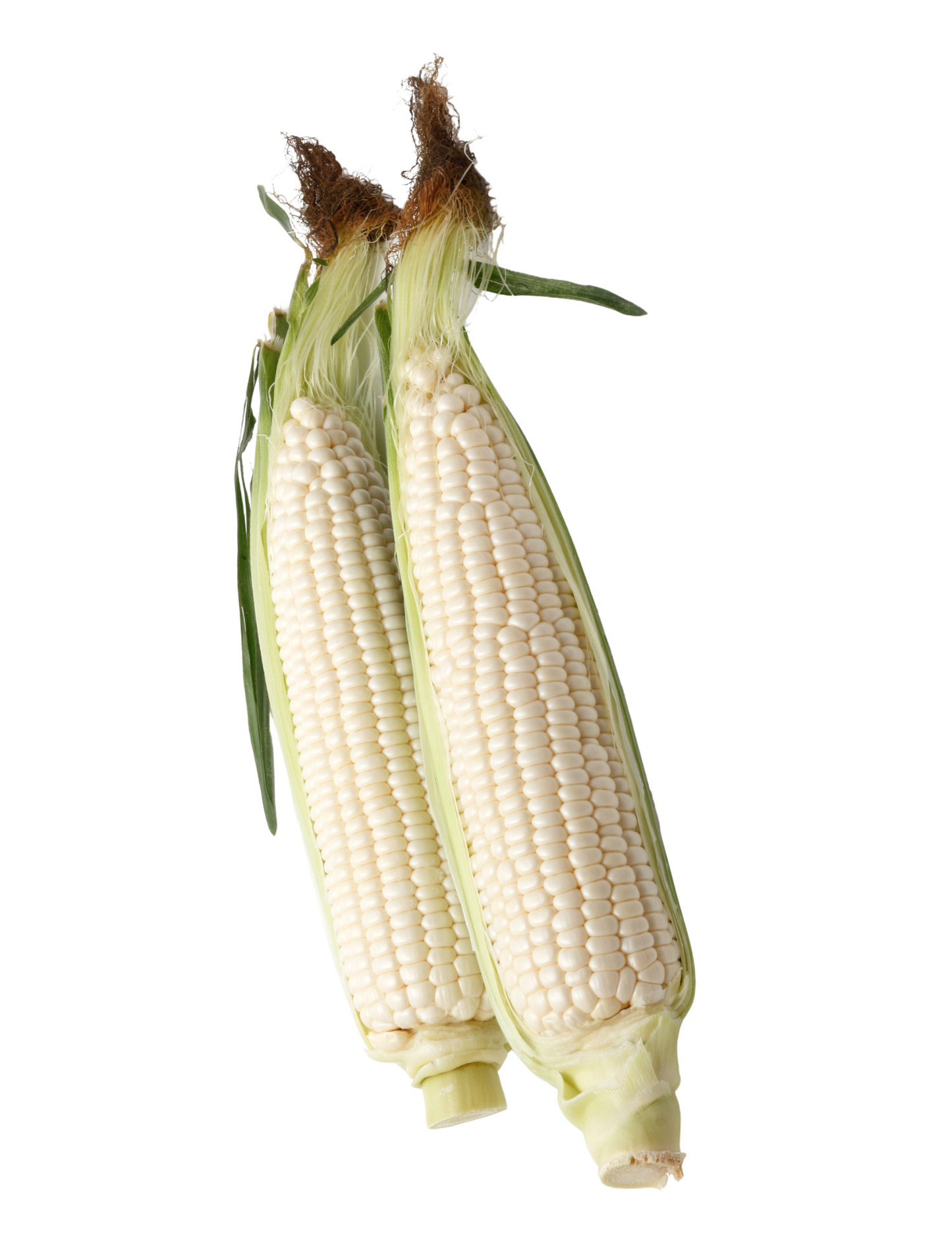 Elote cacahuacintle pz