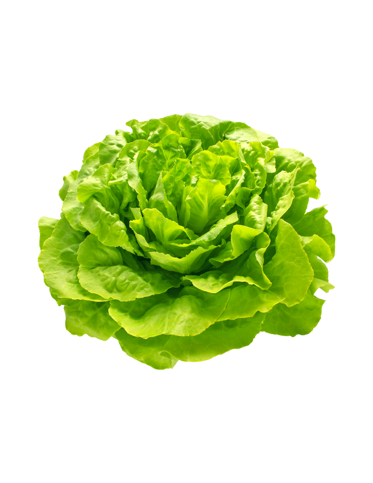 Lechuga francesa