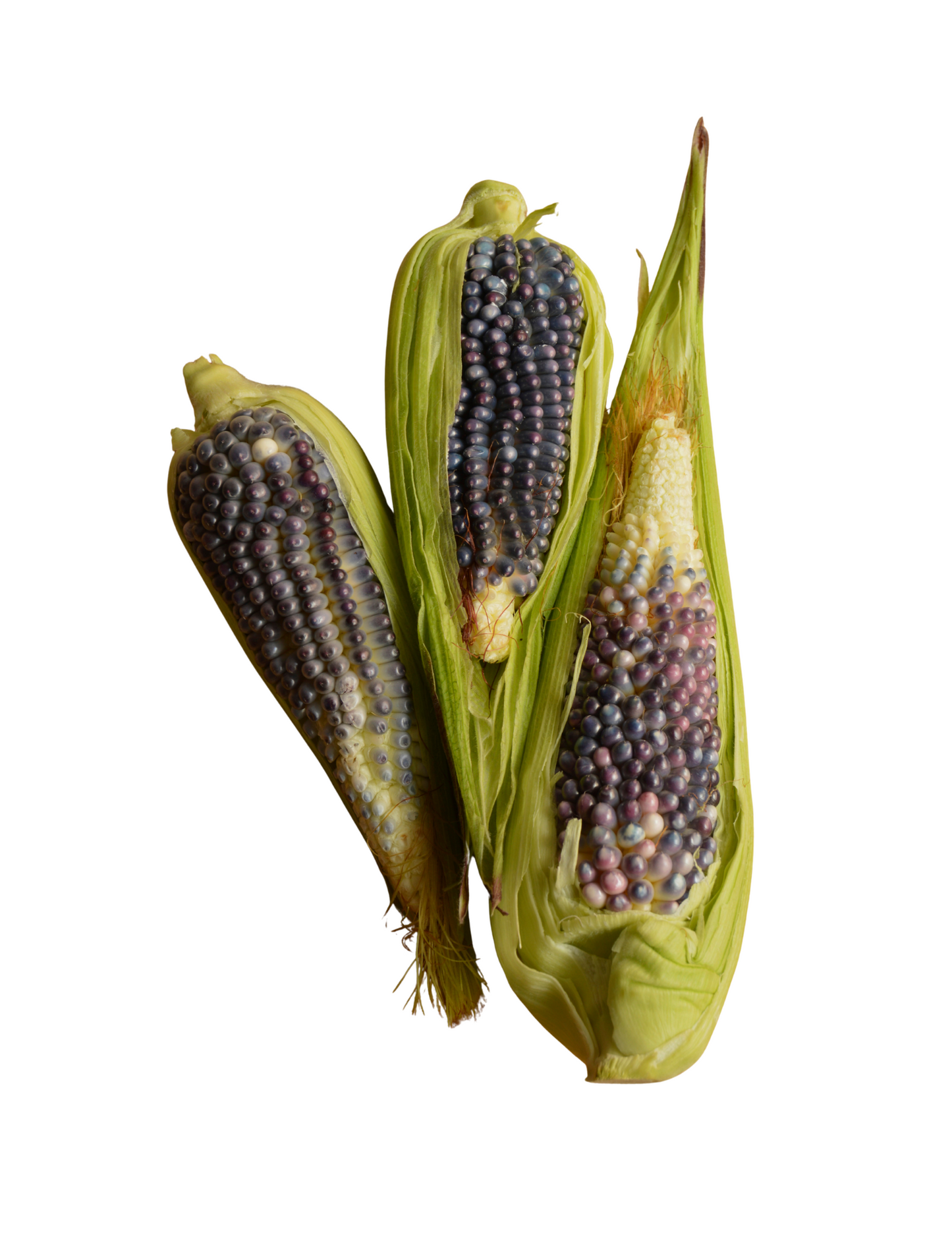 Elote criollo azul/ rojo pz