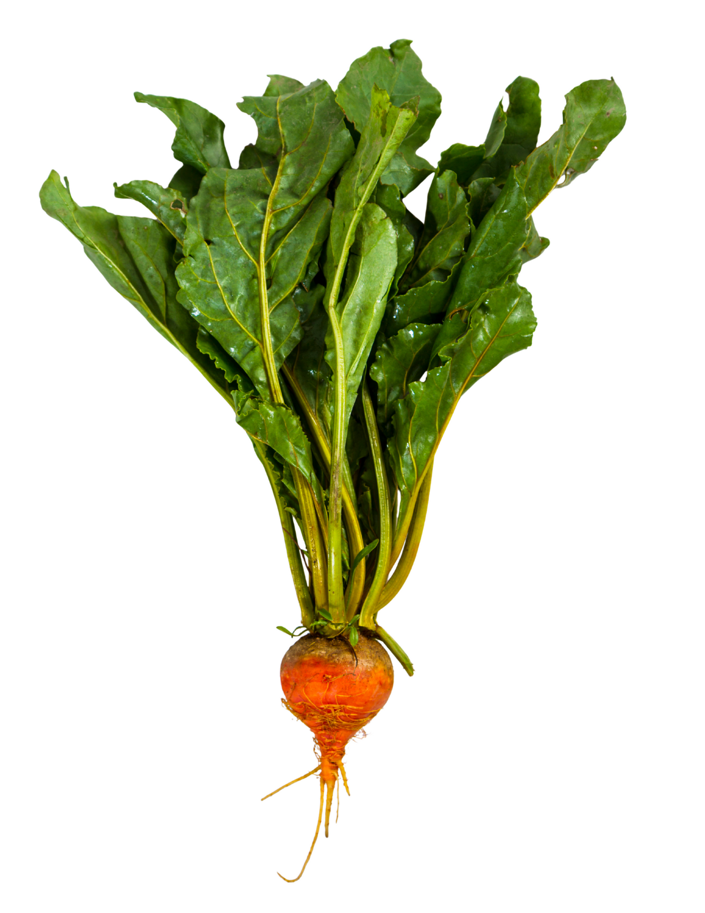 Betabel Golden - 500 gr