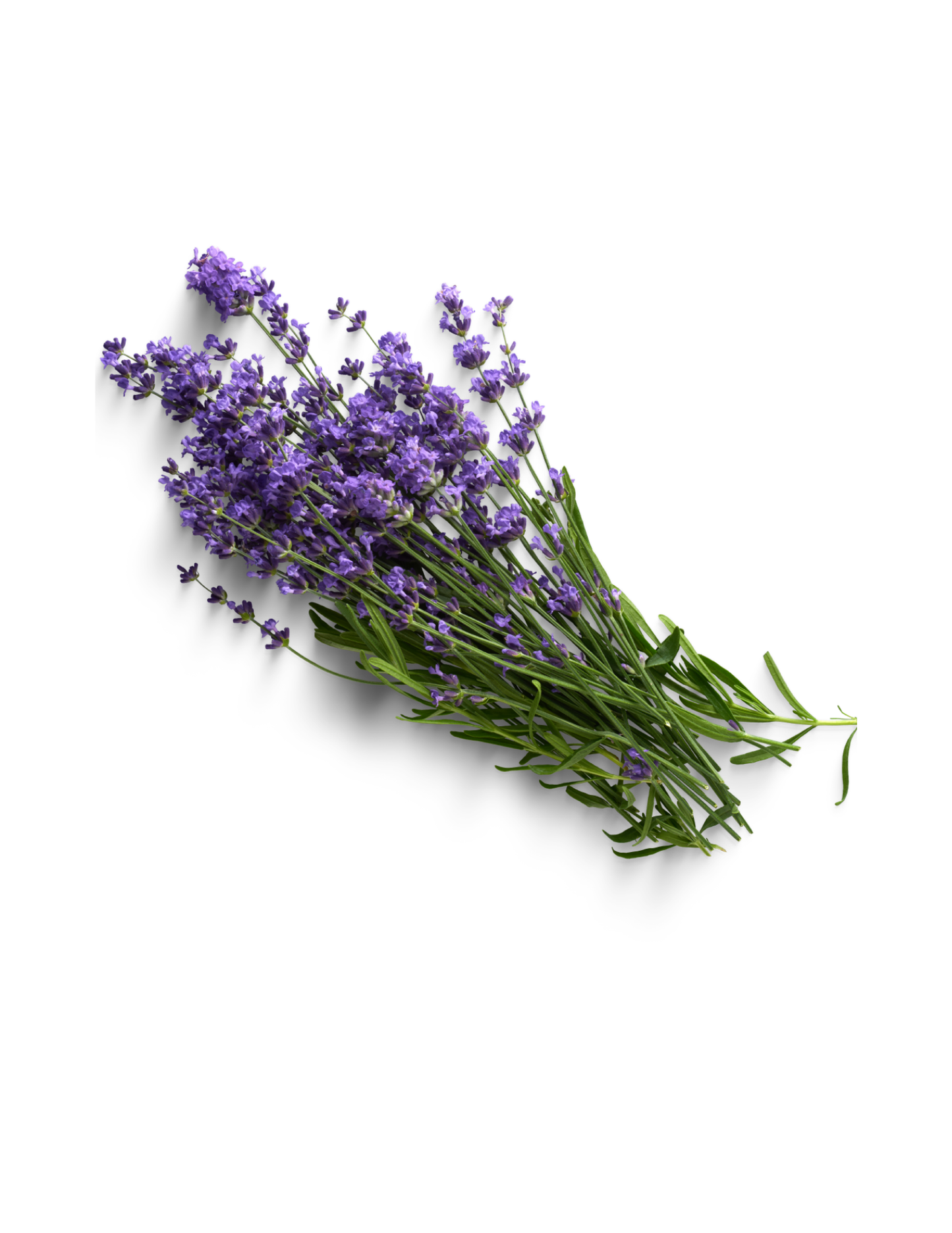 Lavanda mnj