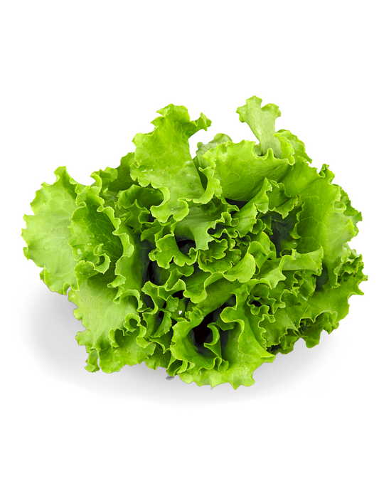 Lechuga Italina pz