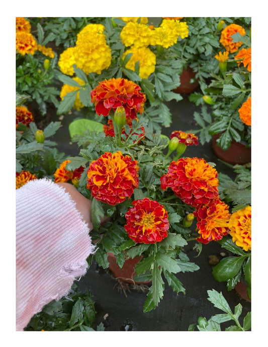 Cempasuchil maceta