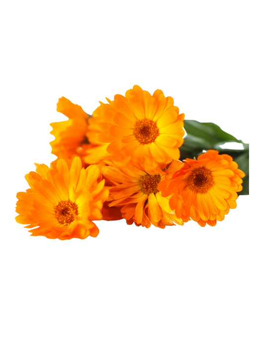 Calendula mnj