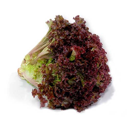 Lechuga sangria  pz